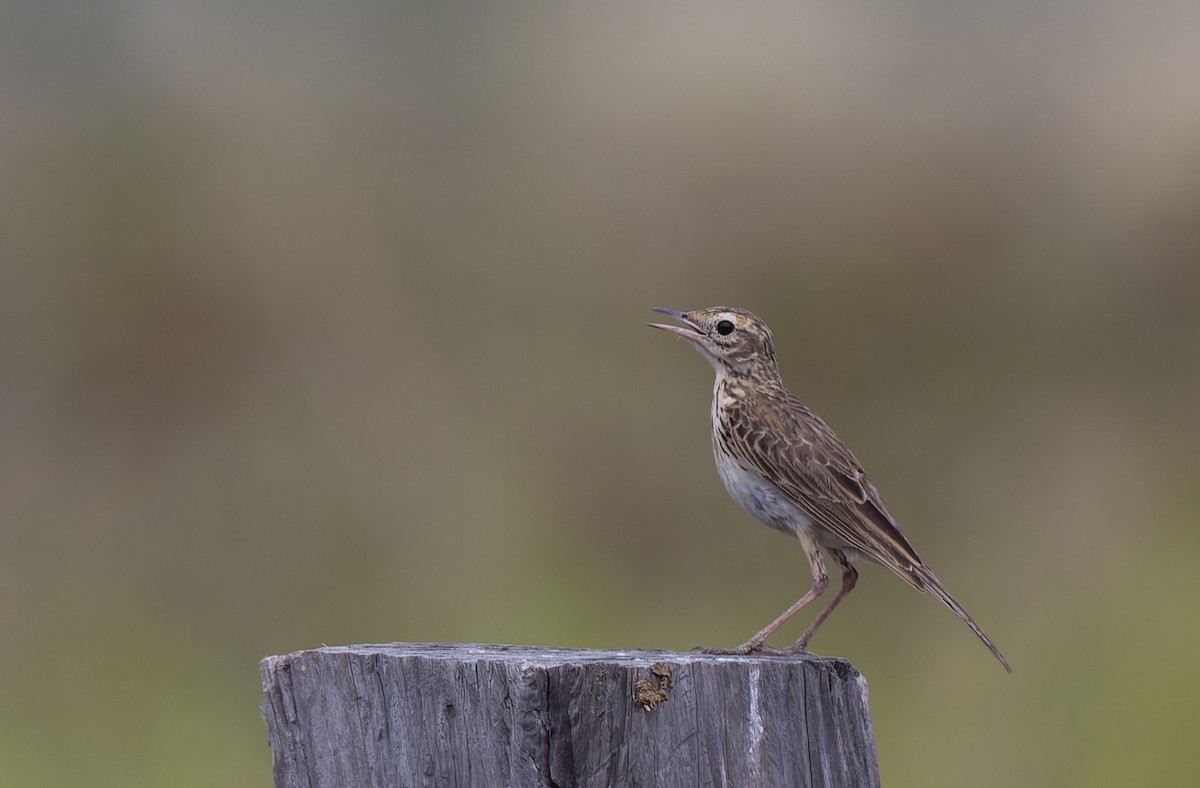 Australian Pipit - ML511152331