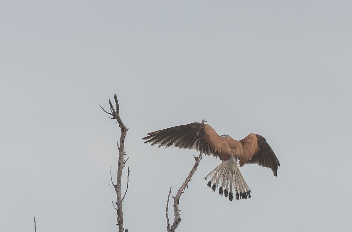 Nankeen Kestrel - ML511153781