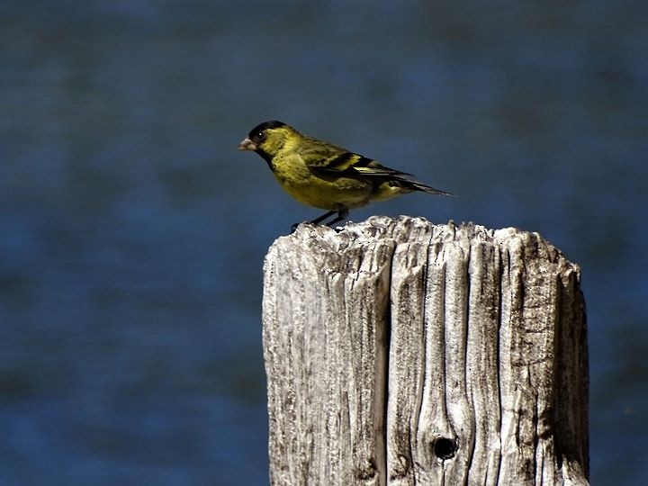 Black-chinned Siskin - ML511154271