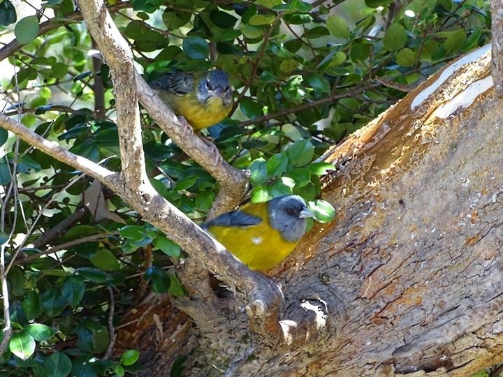 Patagonian Sierra Finch - ML511154281