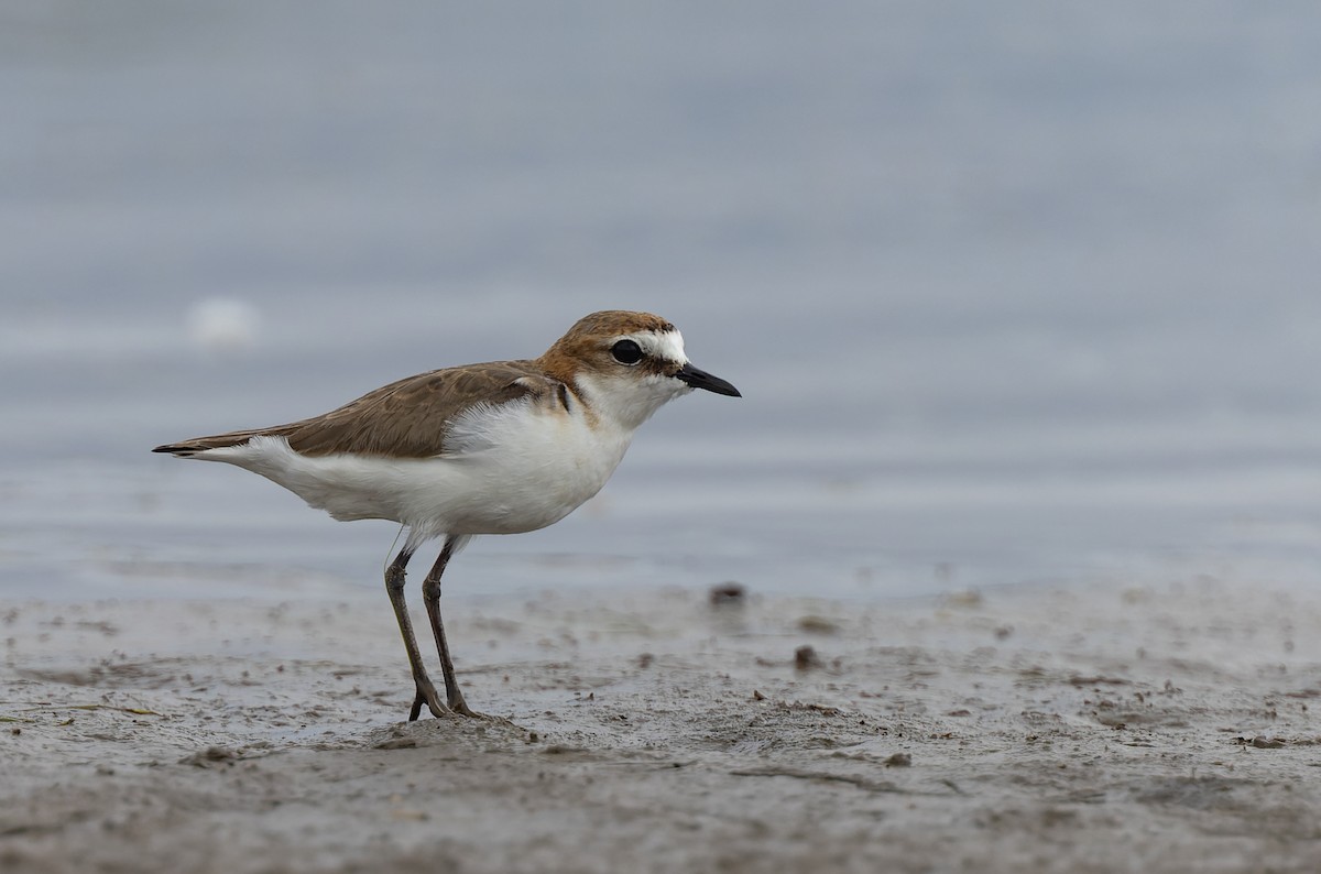 Red-capped Plover - ML511154521