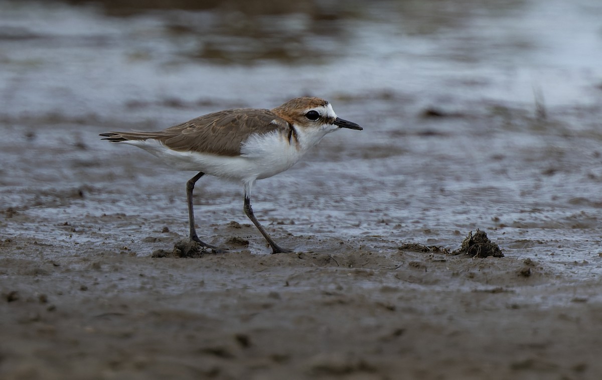 Red-capped Plover - ML511154651