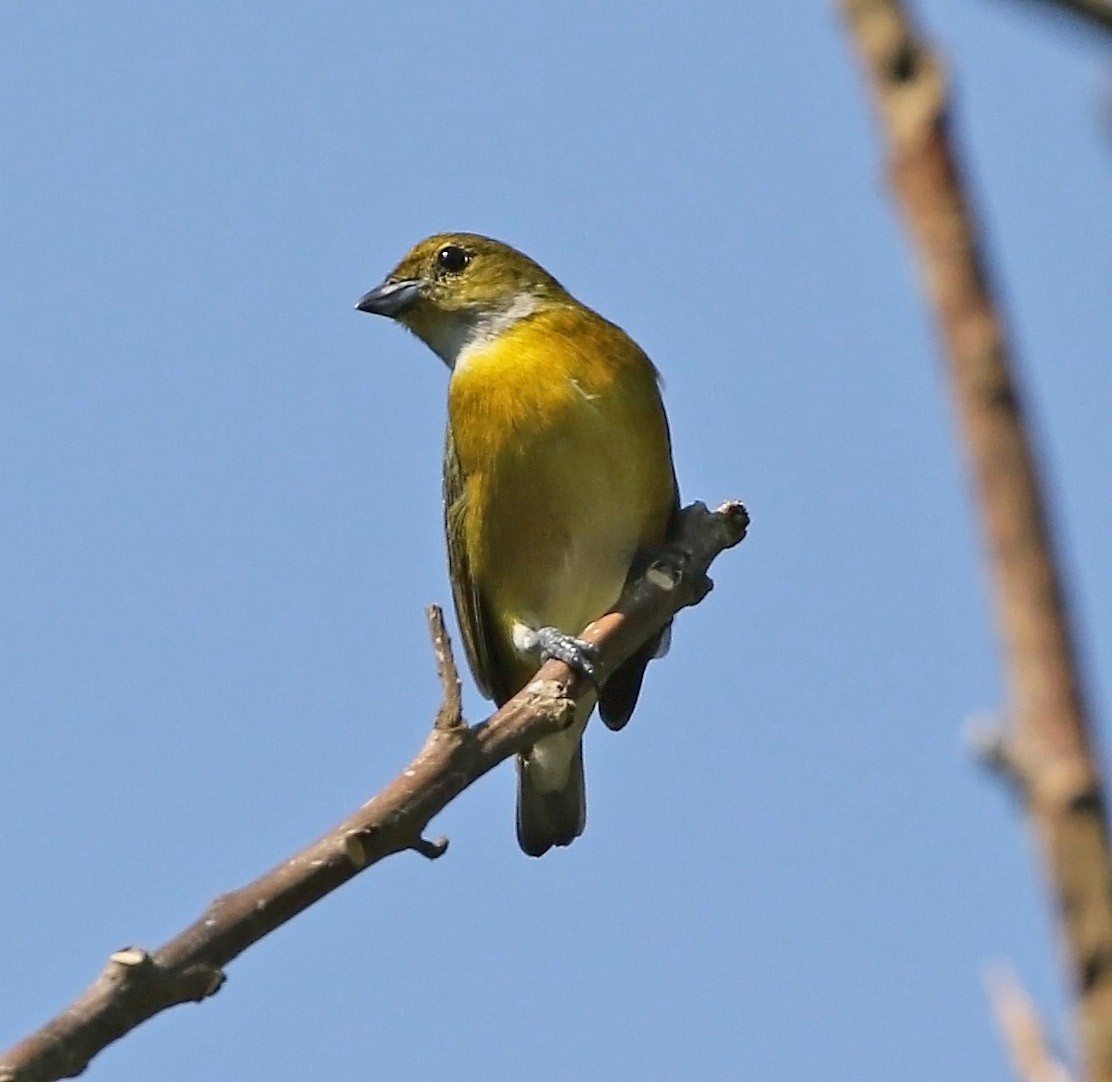 White-vented Euphonia - ML511154661