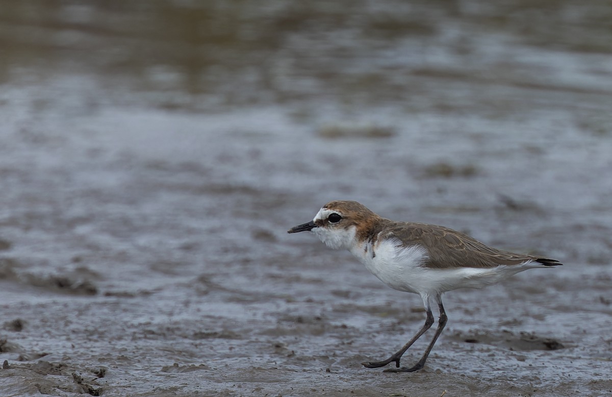 Red-capped Plover - ML511154671