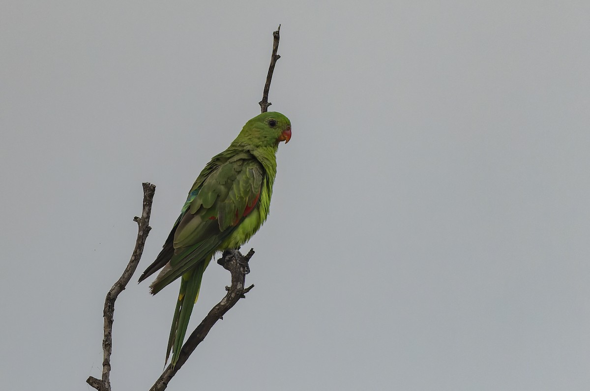 Red-winged Parrot - ML511155211