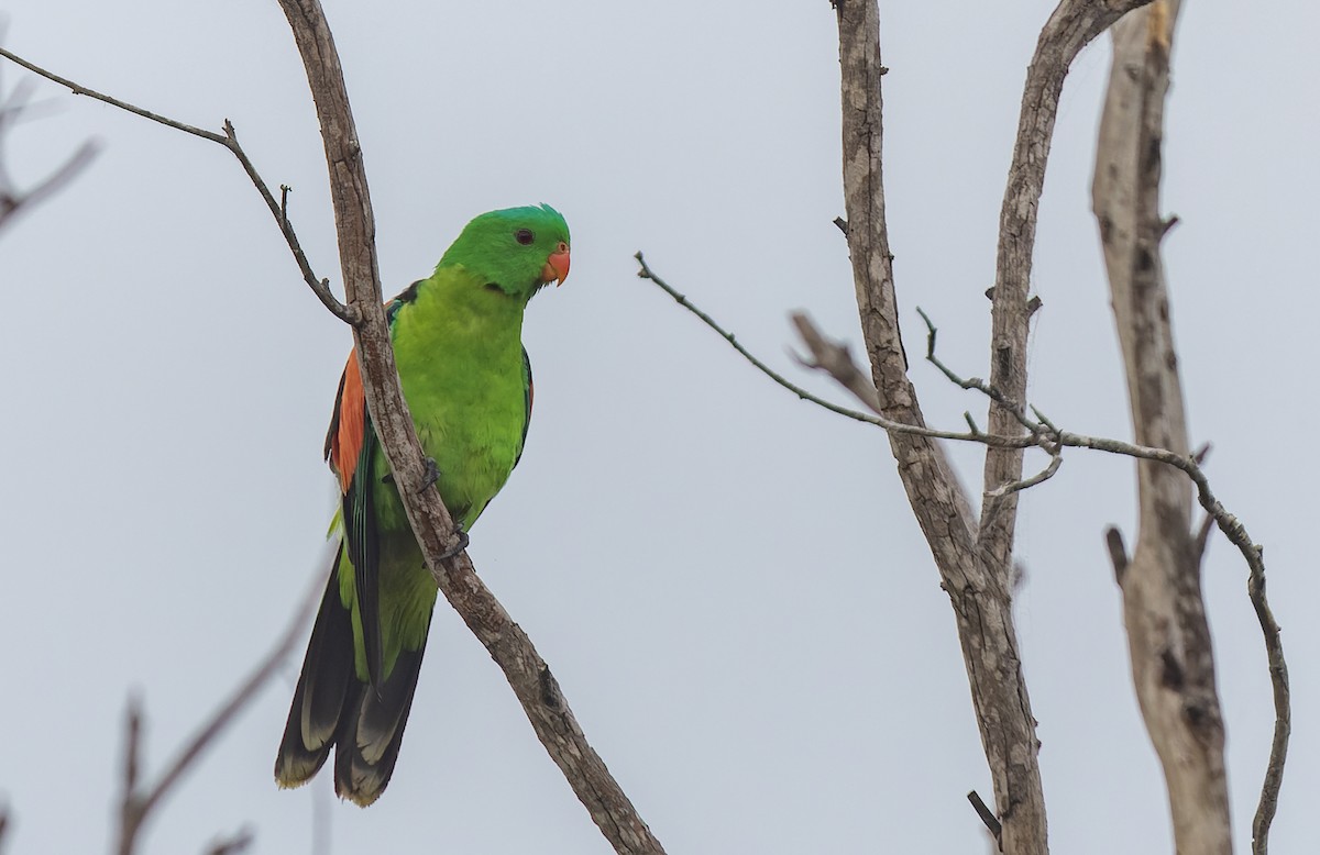 Red-winged Parrot - ML511155231