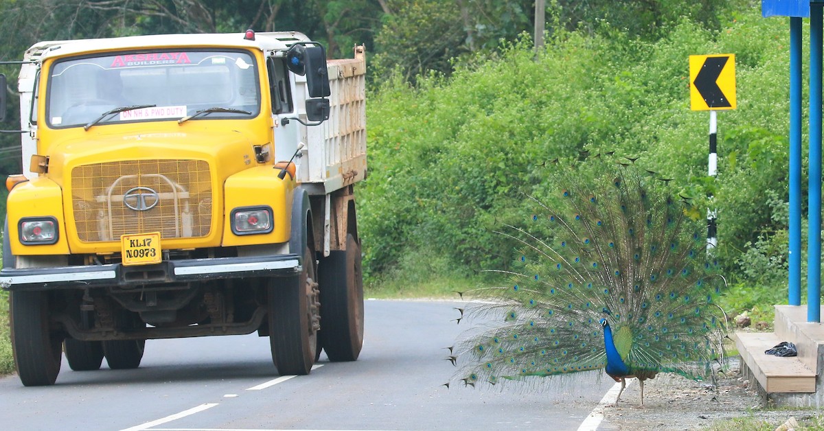 Indian Peafowl - ML511155951