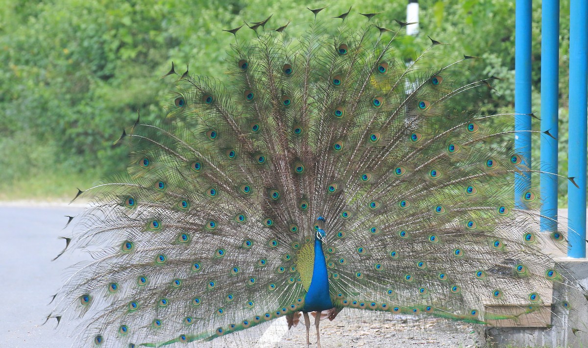 Indian Peafowl - ML511156111