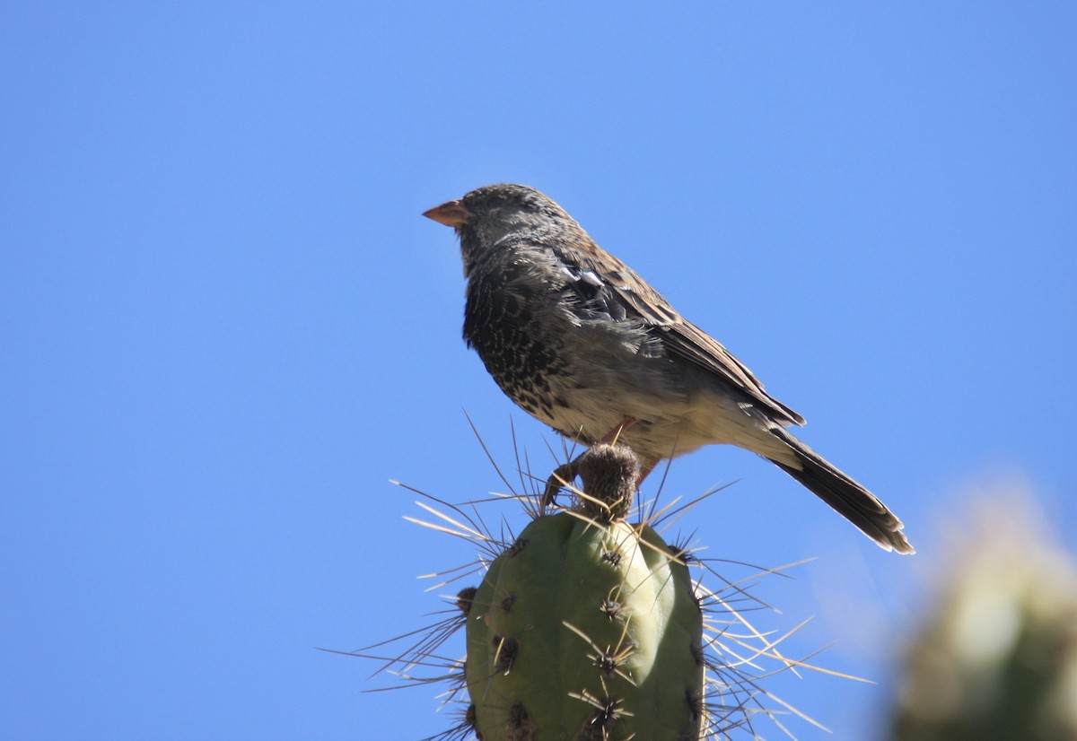 Mourning Sierra Finch - ML511156221