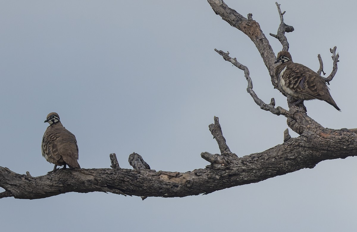 Squatter Pigeon - ML511156501