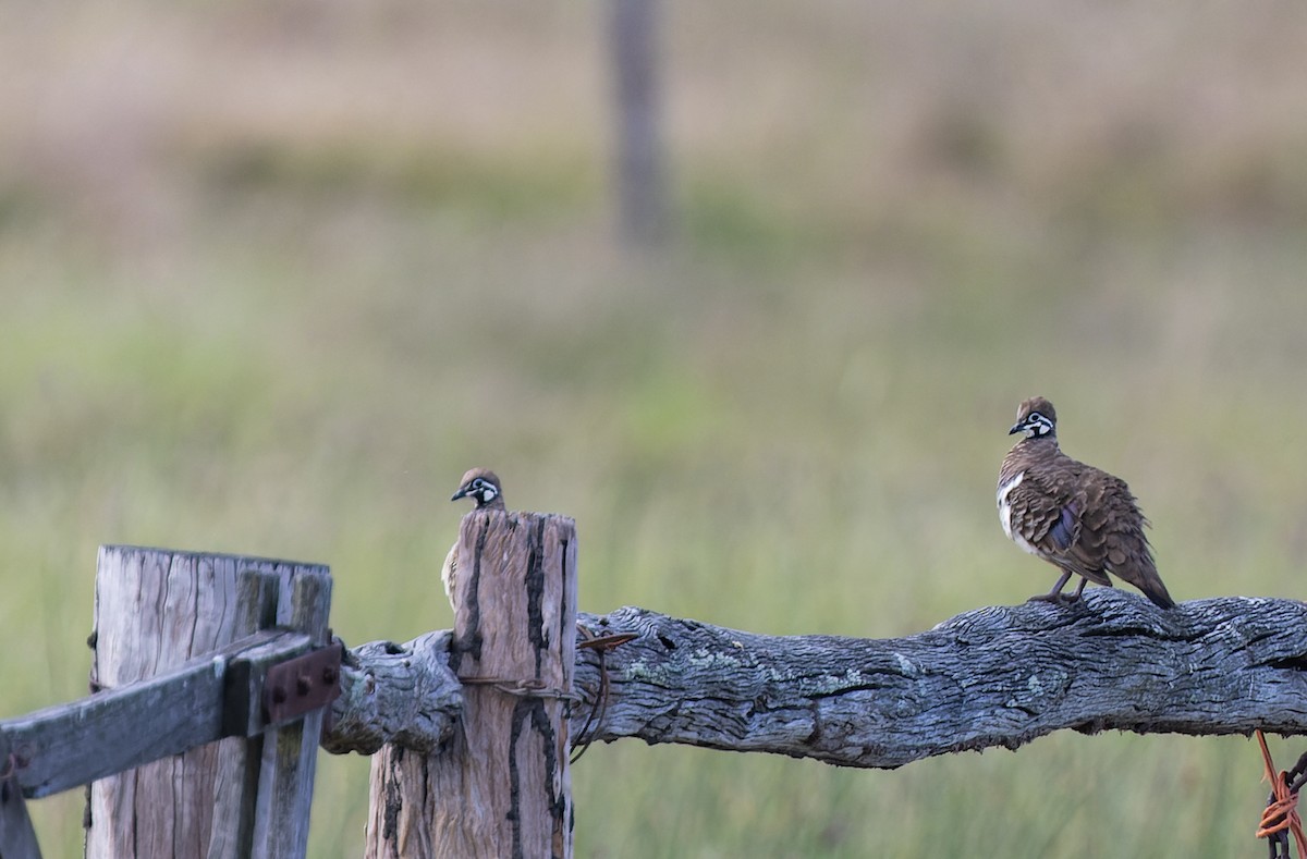 Squatter Pigeon - ML511156621