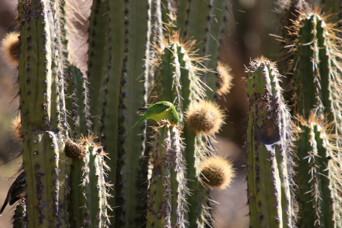 Mountain Parakeet - ML511156631