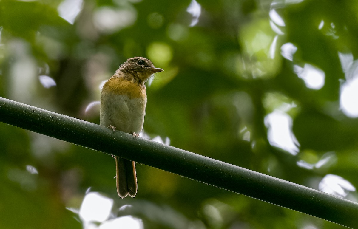 Palawan Blue Flycatcher - Forest Botial-Jarvis