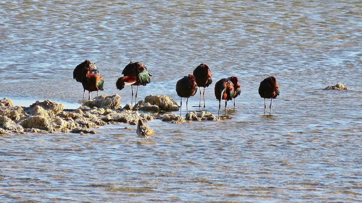 Glossy Ibis - Erkki Lehtovirta