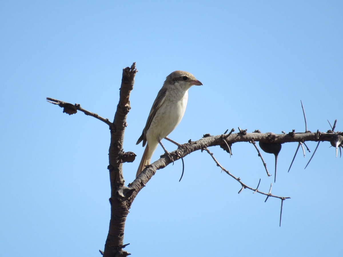 Red-tailed Shrike - ML511157501