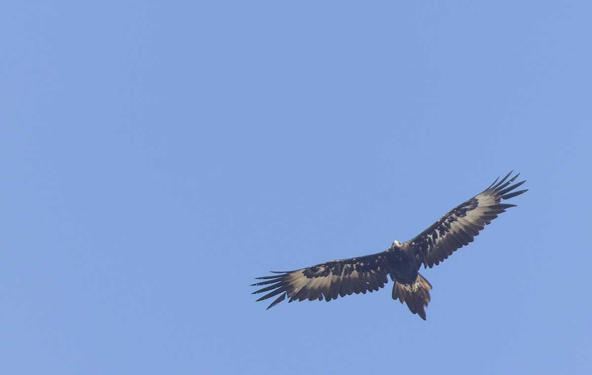 Wedge-tailed Eagle - ML511158041