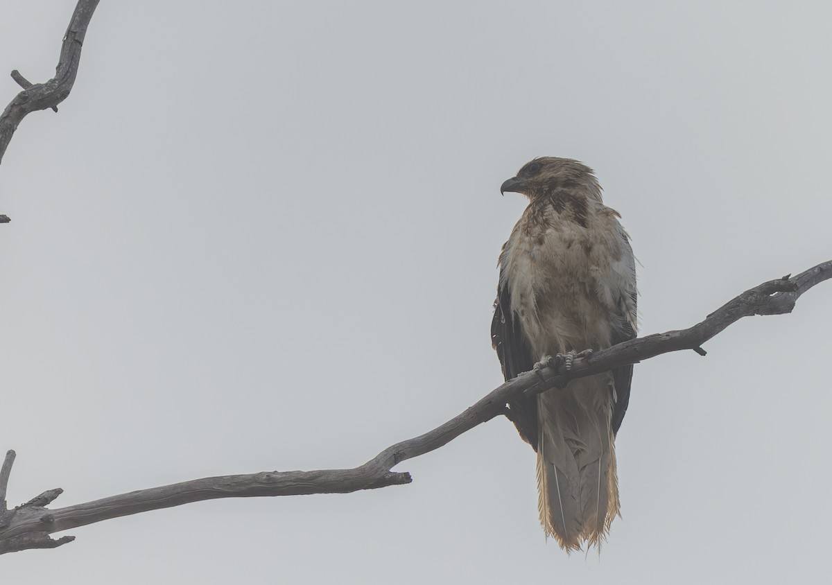 Whistling Kite - ML511158071