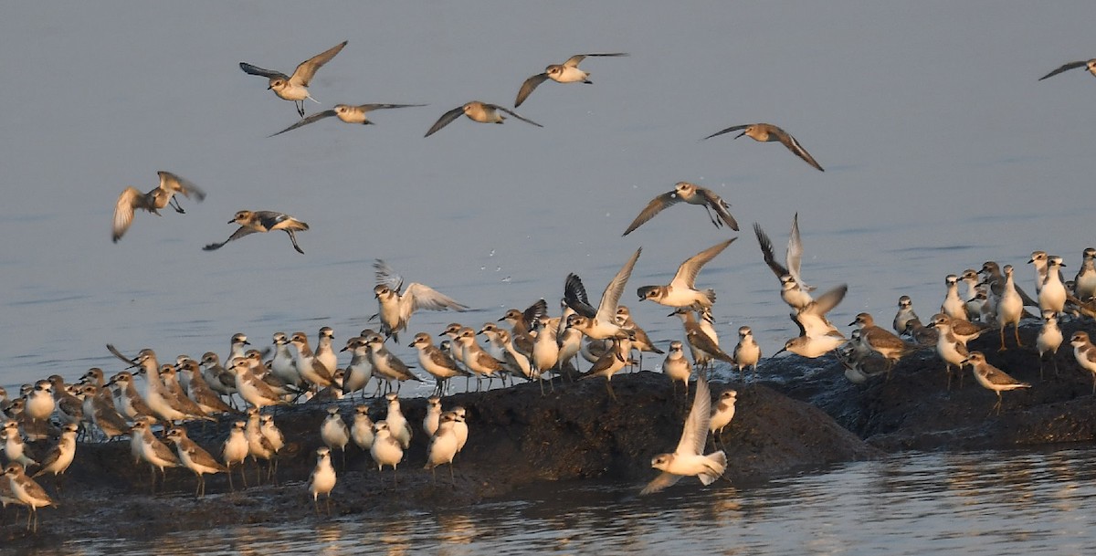 Tibetan Sand-Plover - ML511158881