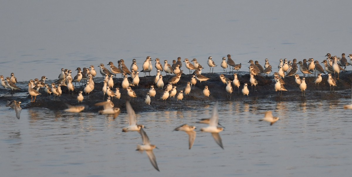 Tibetan Sand-Plover - ML511158891