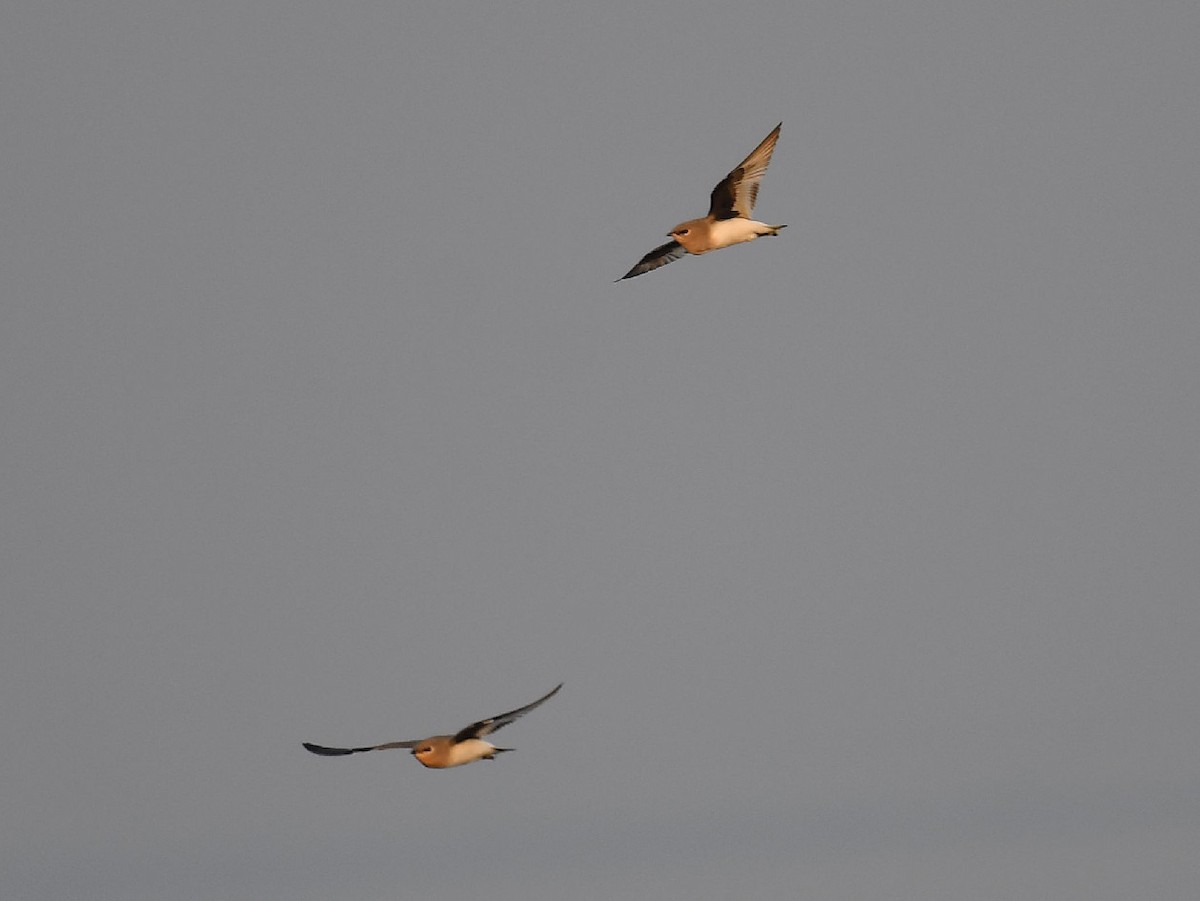 Small Pratincole - ML511159051