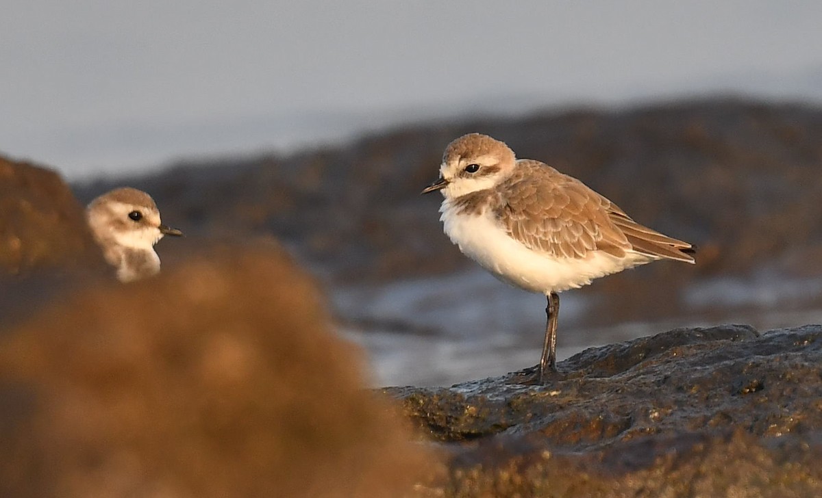 Tibetan Sand-Plover - ML511159221