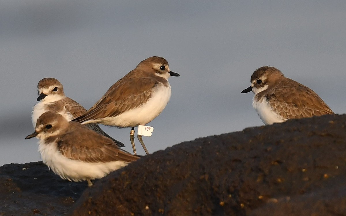 Tibetan Sand-Plover - ML511159231