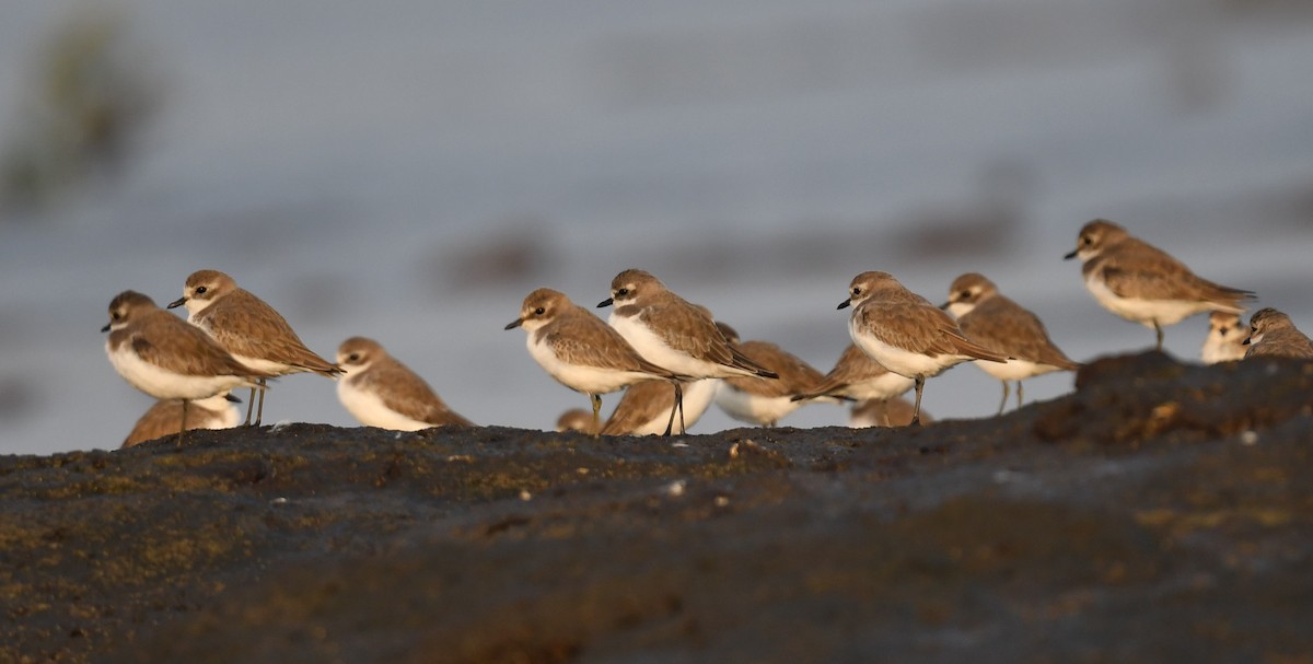 Tibetan Sand-Plover - Saswat Mishra