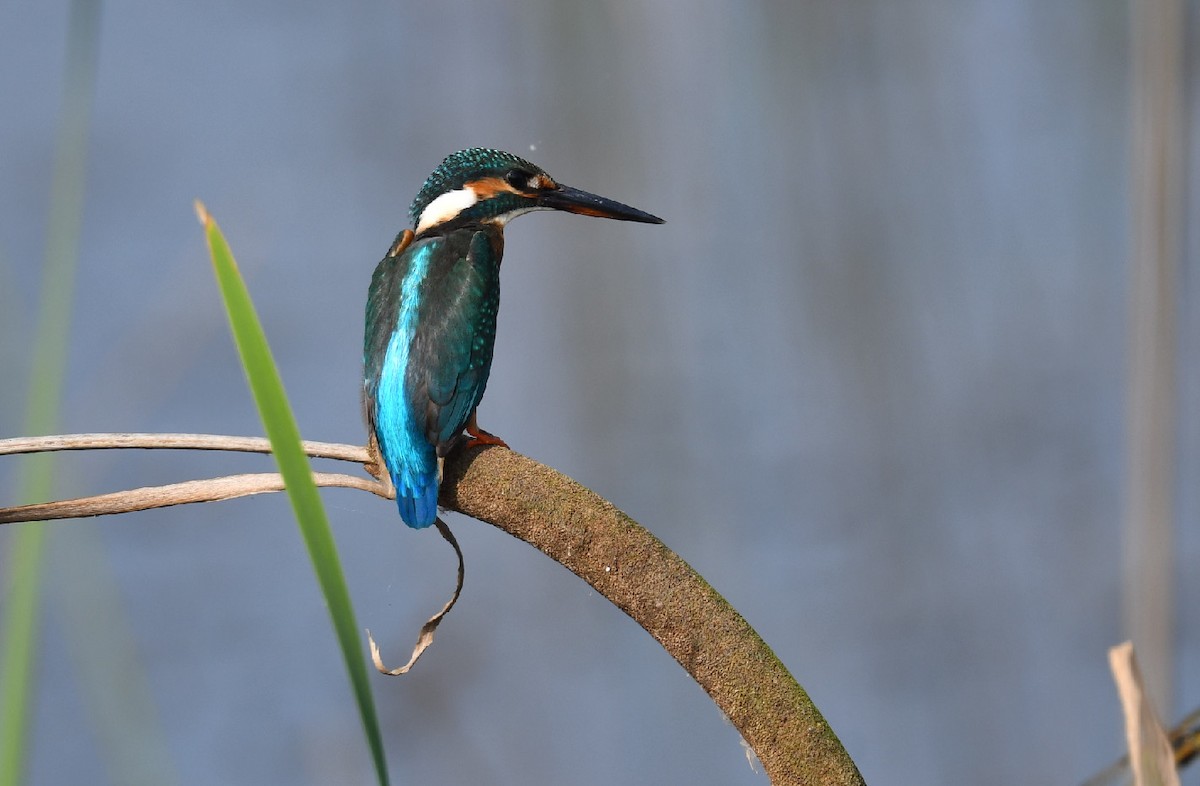 Martin-pêcheur d'Europe - ML511159331