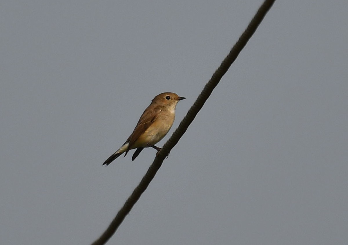 Taiga Flycatcher - ML511159341