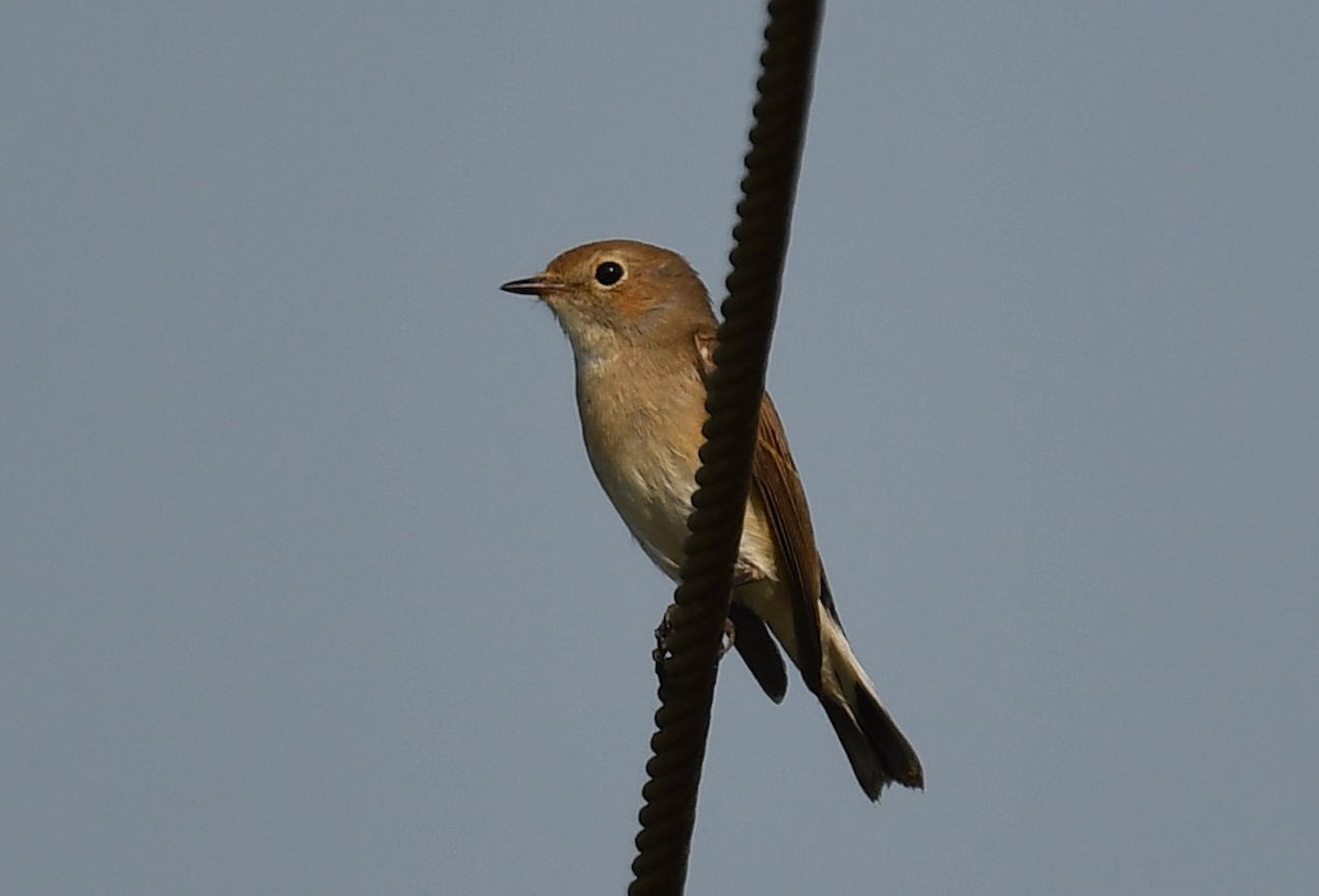 Taiga Flycatcher - ML511159351