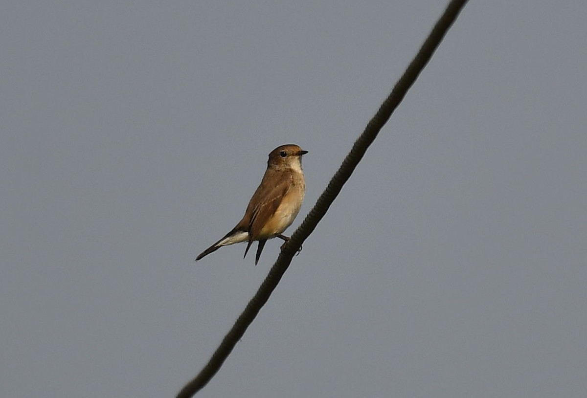 Taiga Flycatcher - ML511159361