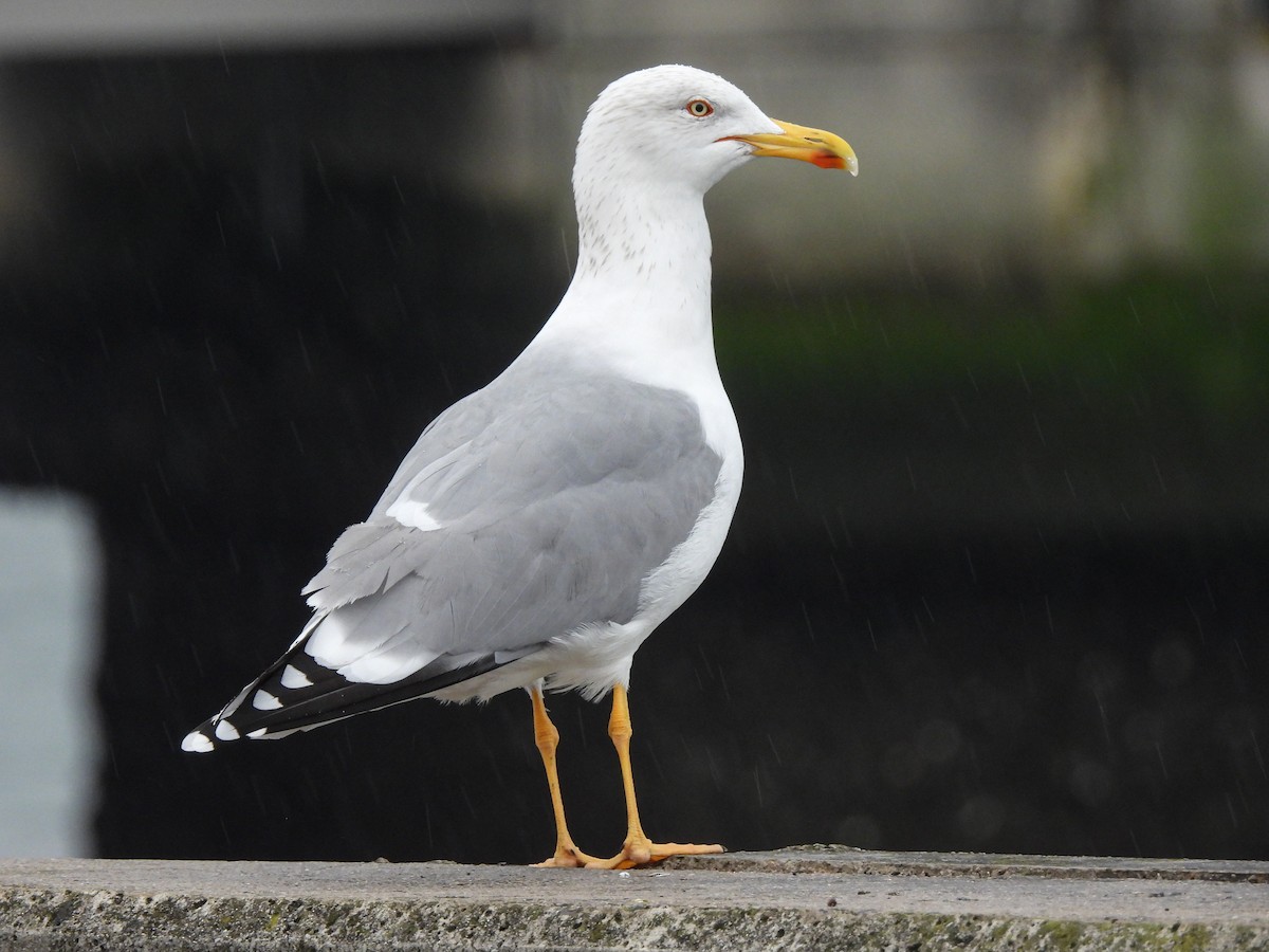 Yellow-legged Gull - José Ramón Martínez