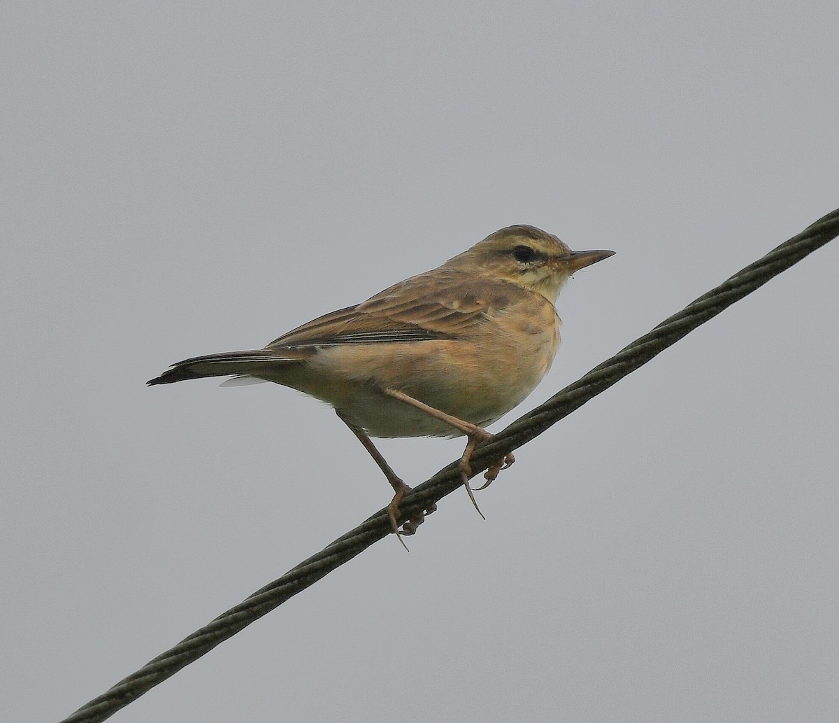 Paddyfield Pipit - Ian Gardner