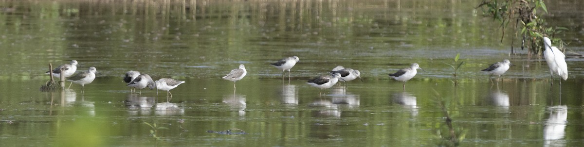 Common Greenshank - ML511162461