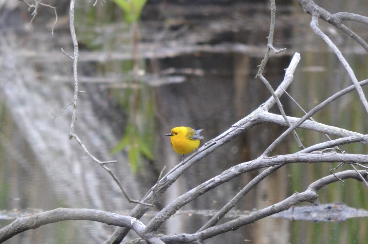 Prothonotary Warbler - ML511165901