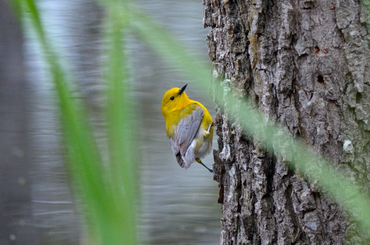 Prothonotary Warbler - ML511165911