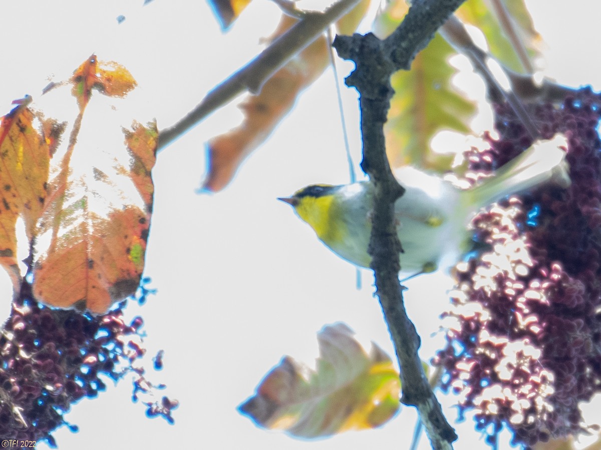 Black-faced Warbler - ML511167771