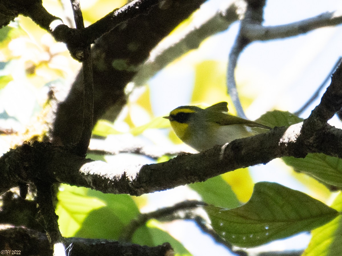 Black-faced Warbler - ML511167781