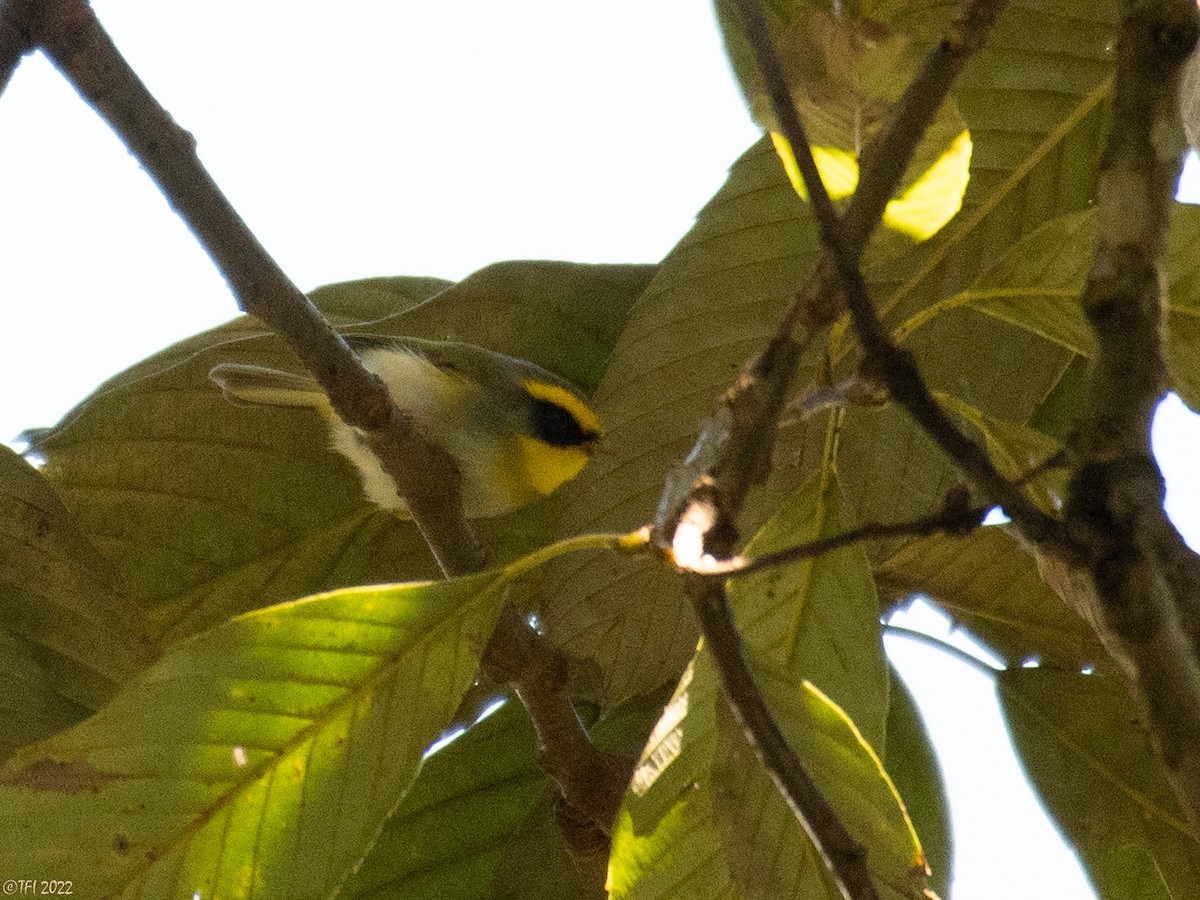 Black-faced Warbler - ML511167791