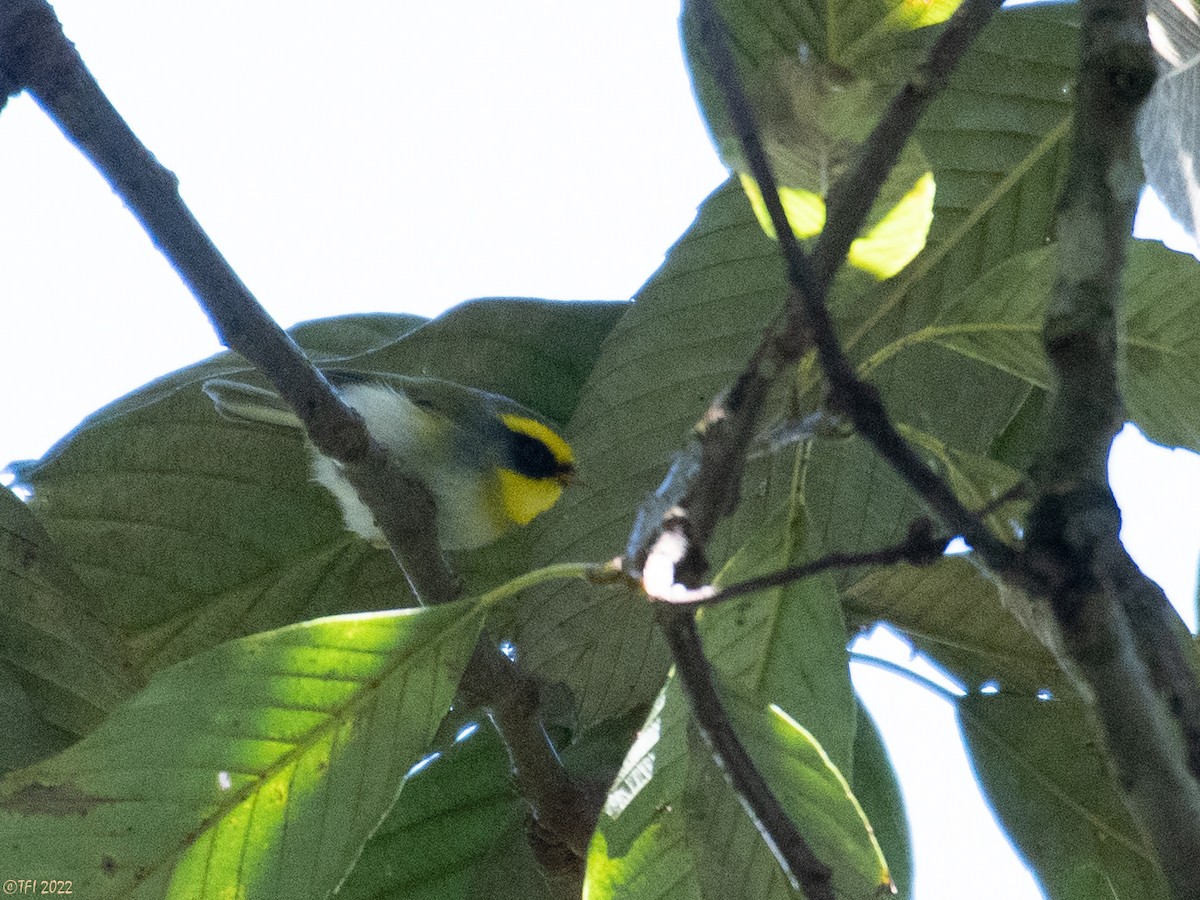Black-faced Warbler - ML511167801