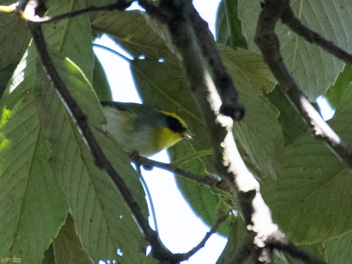 Black-faced Warbler - ML511167811