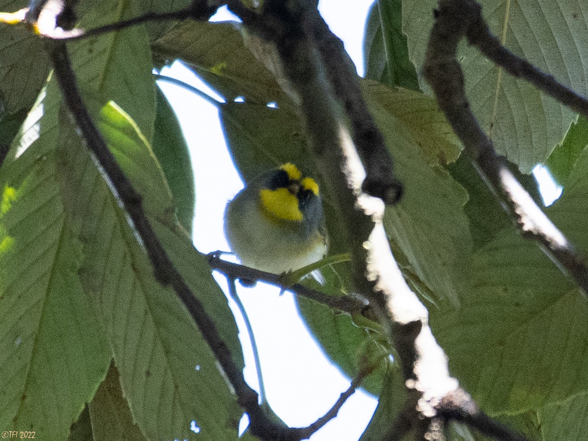 Black-faced Warbler - ML511167831