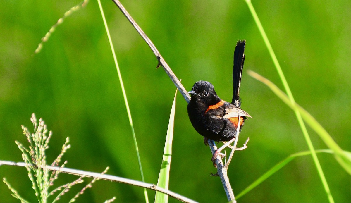 Red-backed Fairywren - Adrian Brooks