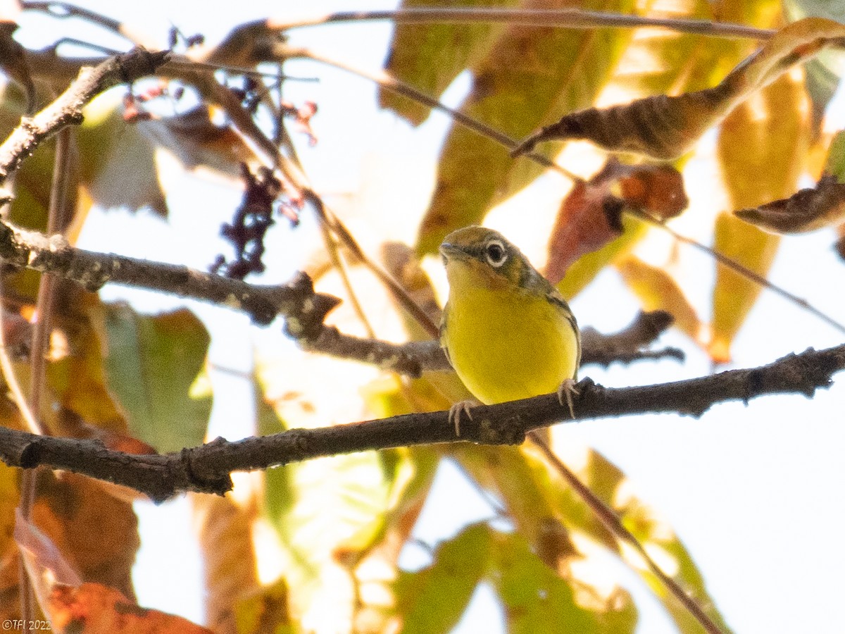 Black-eared Shrike-Babbler - ML511168321