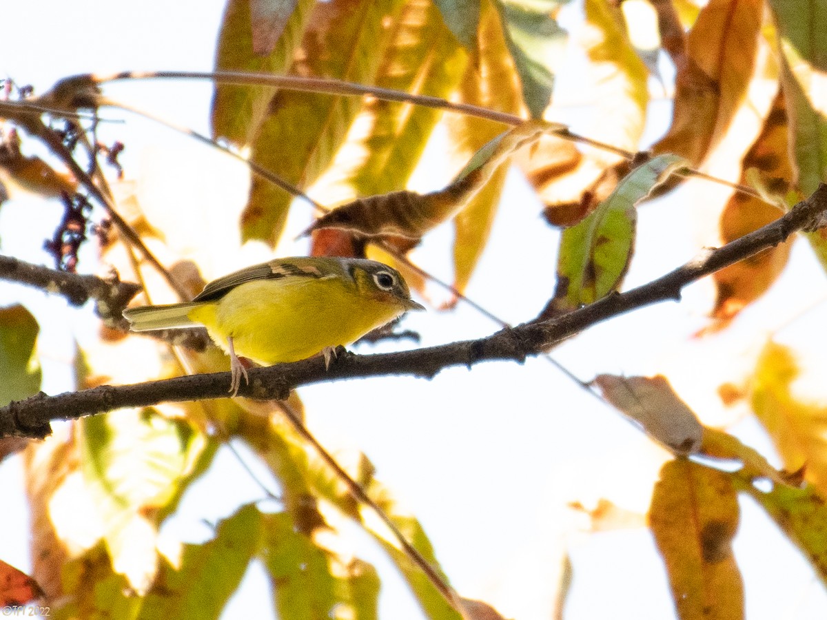 Black-eared Shrike-Babbler - ML511168331