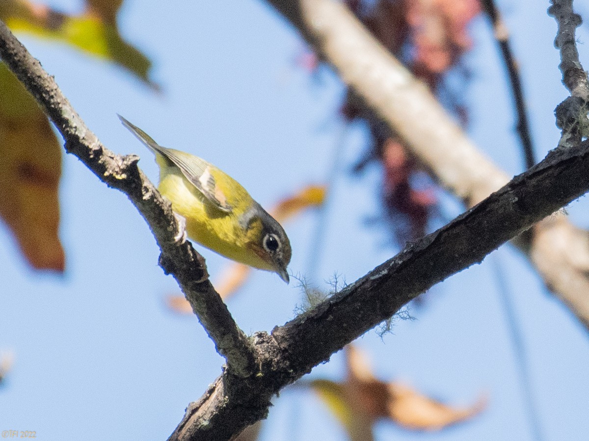 Black-eared Shrike-Babbler - ML511168341