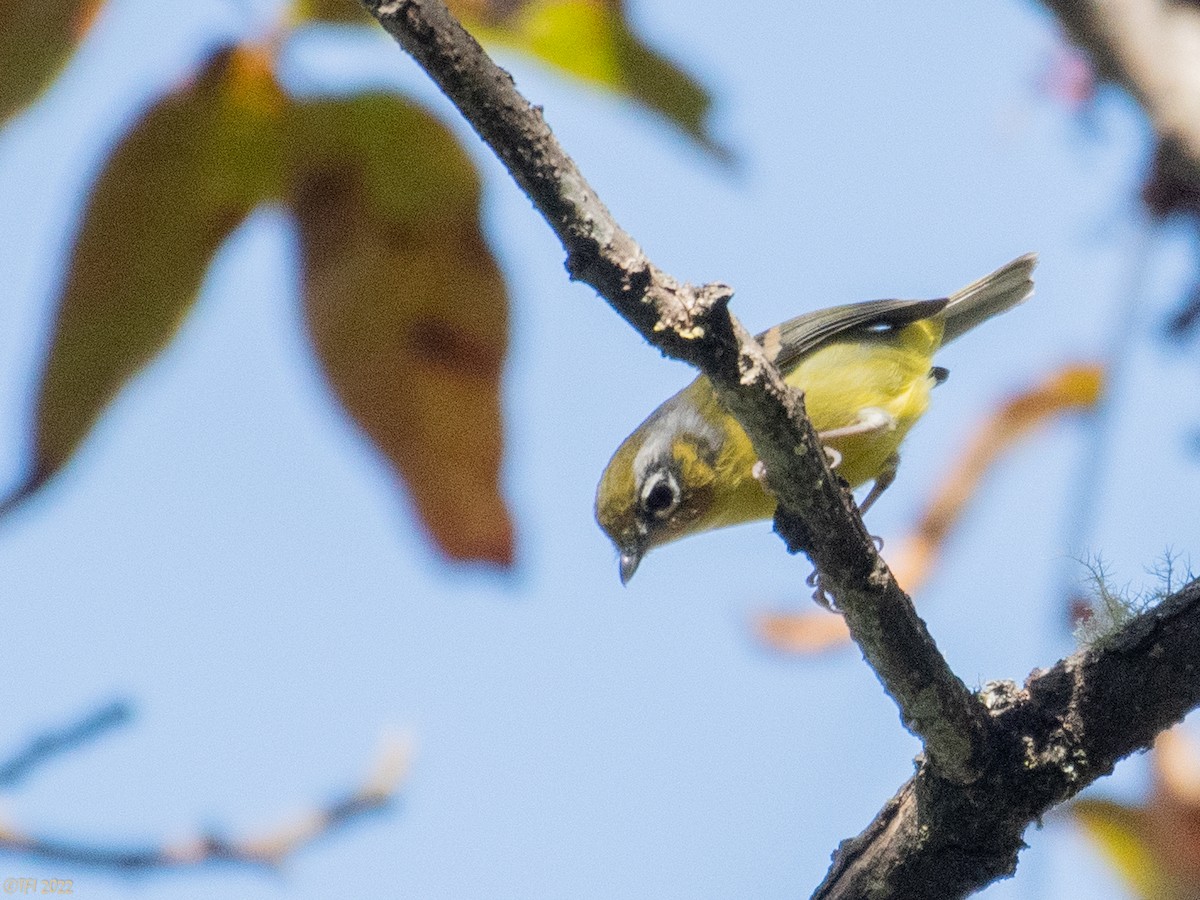 Black-eared Shrike-Babbler - ML511168351