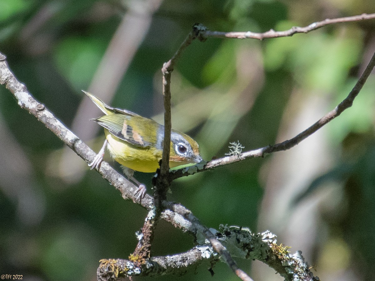 Black-eared Shrike-Babbler - ML511168371