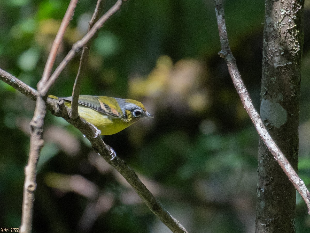Black-eared Shrike-Babbler - ML511168381