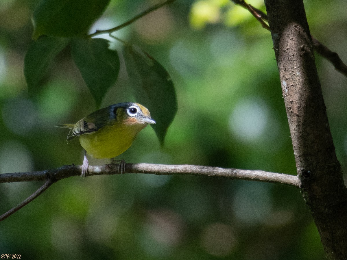 Black-eared Shrike-Babbler - ML511168411